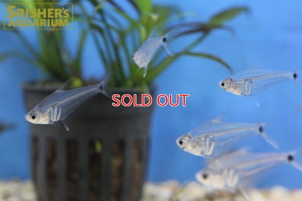 画像5: ペルーグラステトラ