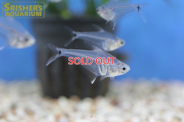 画像6: ペルーグラステトラ