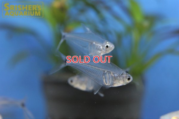 画像4: ペルーグラステトラ