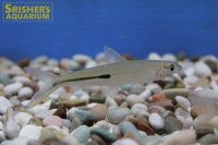 レッドテールヘミオダス