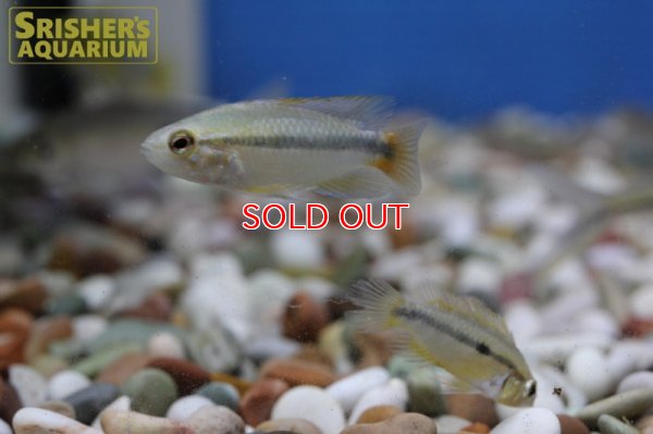 画像2: アピストグラマ エリスルラ（リオマモレ） (ブリード) 