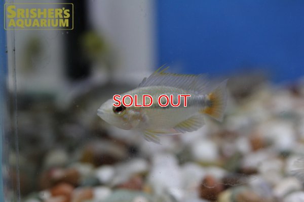 画像3: アピストグラマ エリスルラ（リオマモレ） (ブリード) 