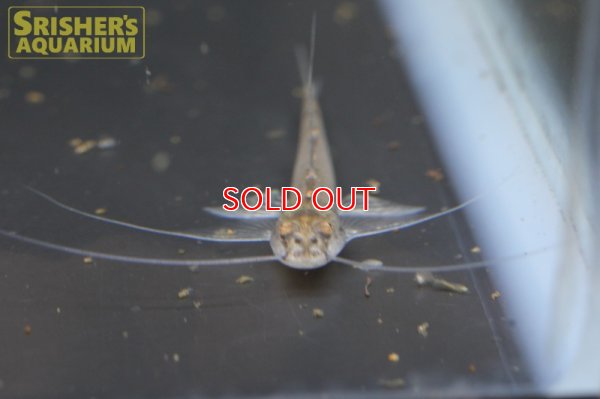 画像3: クリスタルアンテナインパルフィニス