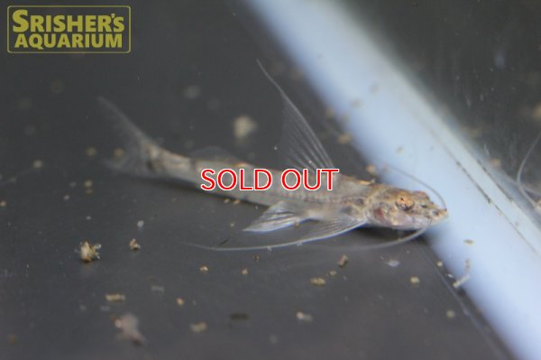 画像5: クリスタルアンテナインパルフィニス