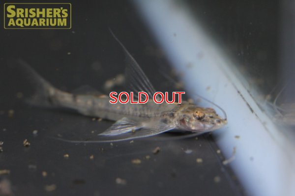 画像4: クリスタルアンテナインパルフィニス