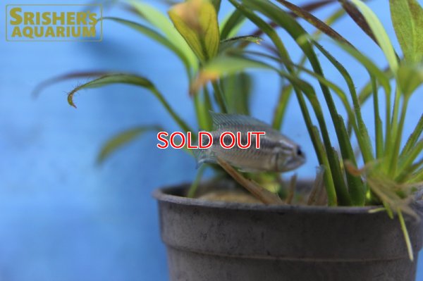 画像4: アピストグラマ アガシジー アレンカーバハマンサ WILD (ペア)