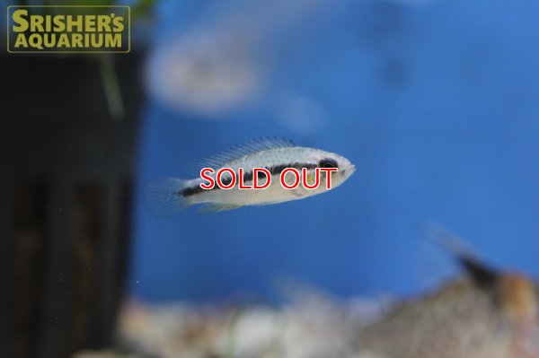 画像6: アピストグラマ アガシジー アレンカーバハマンサ WILD (ペア)