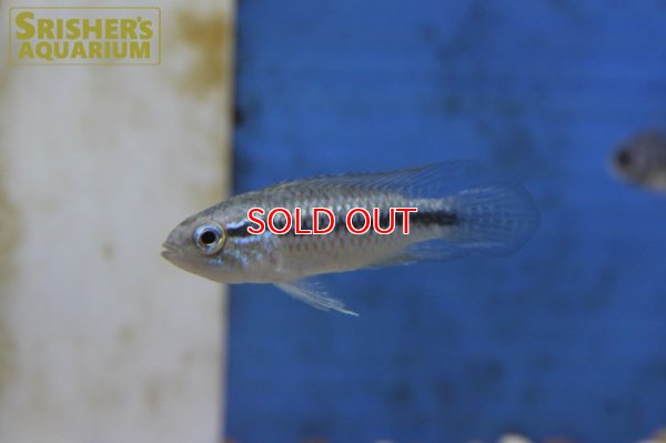 画像3: アピストグラマ アガシジー アレンカーバハマンサ WILD (ペア)