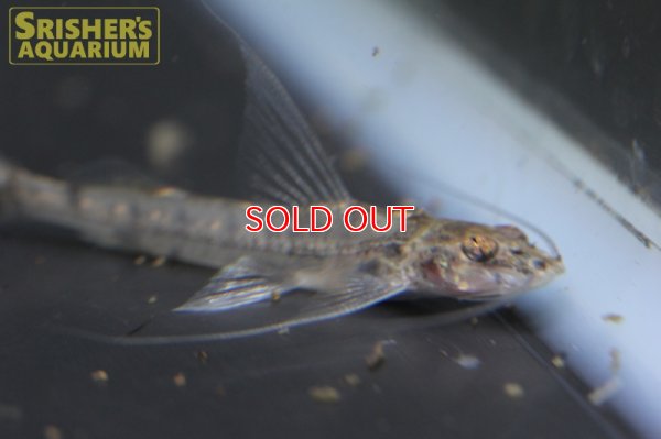 画像6: クリスタルアンテナインパルフィニス