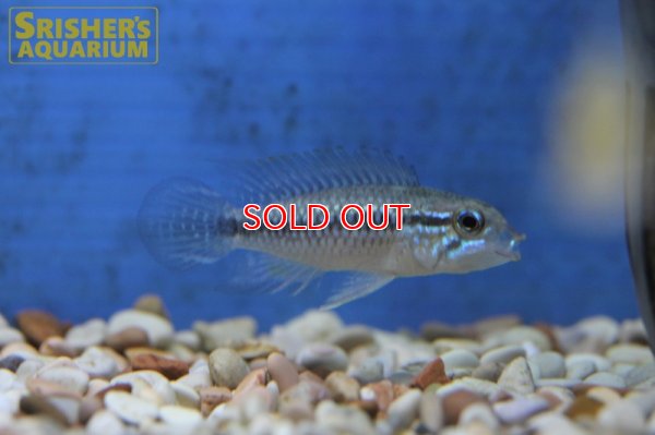 画像5: アピストグラマ アガシジー アレンカーバハマンサ WILD (ペア)