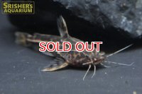 アカンソドラス スピノシシムス