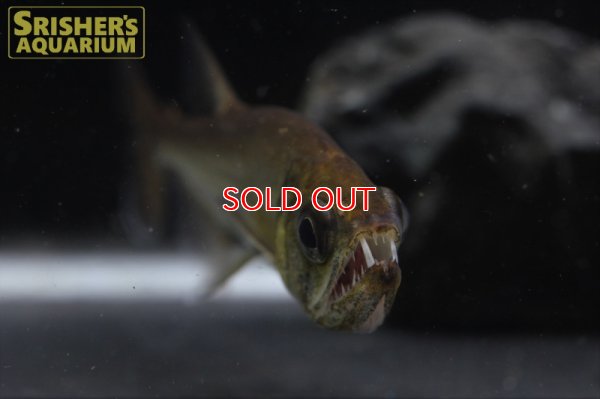 画像4: レッドフィンペーシュカショーロ