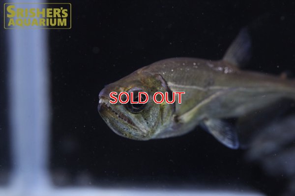 画像8: レッドフィンペーシュカショーロ