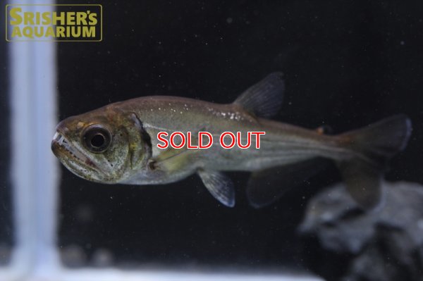 画像6: レッドフィンペーシュカショーロ