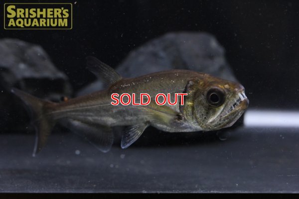 画像3: レッドフィンペーシュカショーロ