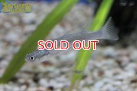 インドヨツメボラ（インドヨツメウオ）