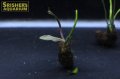 水草 アポノゲトン ヘンケリアヌス 葉付き球根　