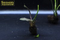 水草 アポノゲトン ヘンケリアヌス 葉付き球根　