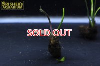 水草 アポノゲトン ヘンケリアヌス 葉付き球根　