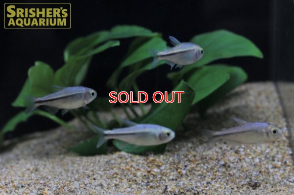 画像5: ハイフェソブリコン　ミルメックス　ブルー