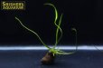 画像1: 水草 アポノゲトン ロンギプロムロシス 葉付き球根　 (1)