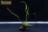 水草 アポノゲトン ロンギプロムロシス 葉付き球根　