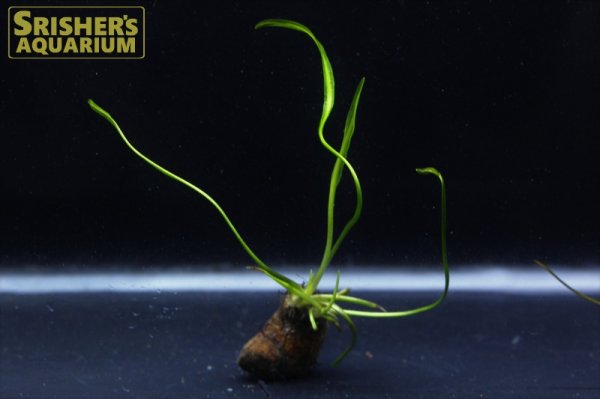 画像1: 水草 アポノゲトン ロンギプロムロシス 葉付き球根　