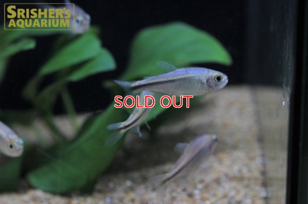 画像4: ハイフェソブリコン　ミルメックス　ブルー