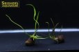 画像2: 水草 アポノゲトン ロンギプロムロシス 葉付き球根　 (2)