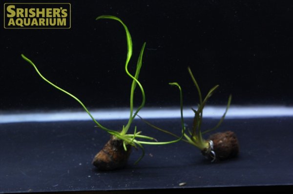 画像2: 水草 アポノゲトン ロンギプロムロシス 葉付き球根　