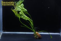 水草 アポノゲトン ウルバケウス 葉付き球根　