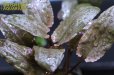画像3: 水草 クリプトコリネ　フラミンゴ　ＡＬ（１ポット） (3)