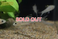 ハイフィンブラックトップバルブ