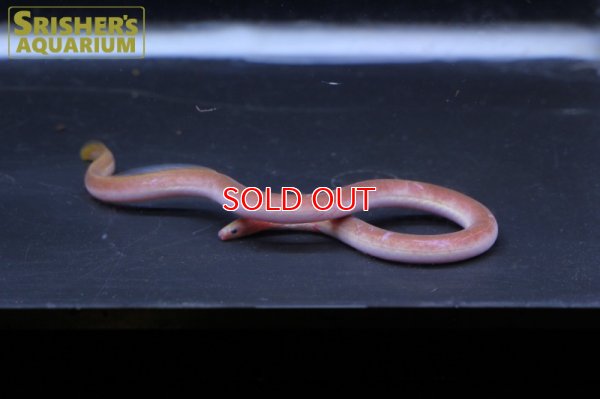 画像4: ピンクイール