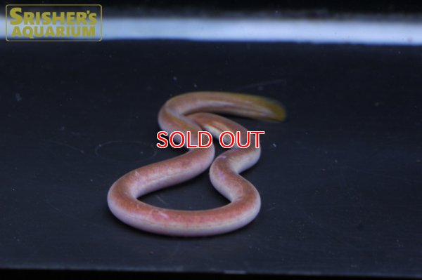 画像5: ピンクイール