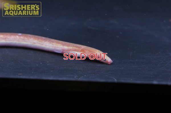 画像7: ピンクイール