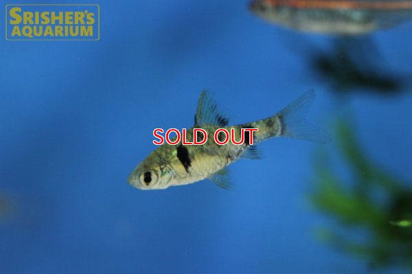 画像6: インドドワーフグリーンバルブ　