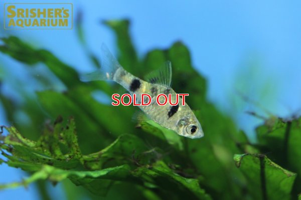 画像3: インドドワーフグリーンバルブ　