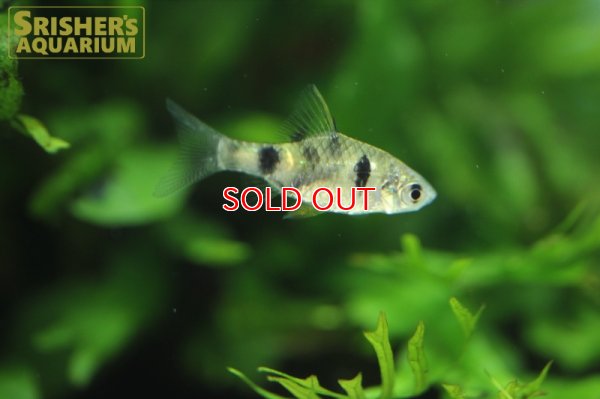 画像4: インドドワーフグリーンバルブ　