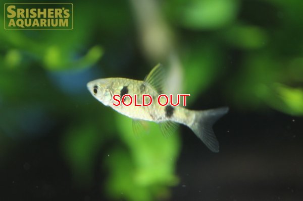 画像5: インドドワーフグリーンバルブ　