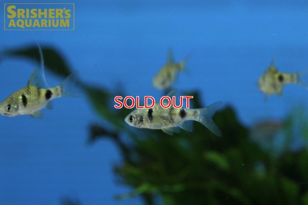 画像7: インドドワーフグリーンバルブ　