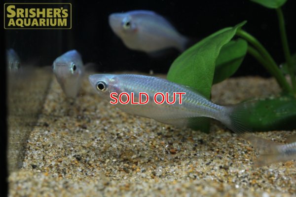 画像7: メラノタエニア トリファスキアータ “ブリスリバー”