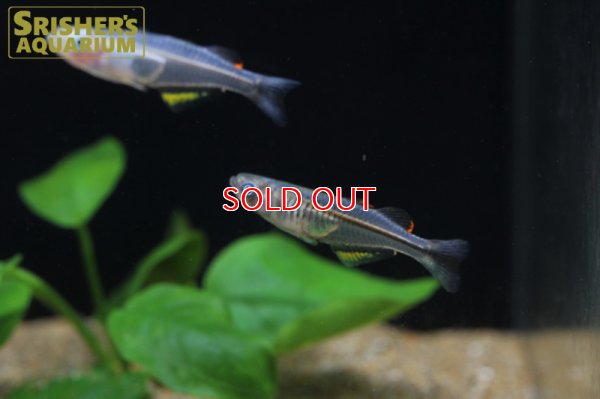 画像6: プシュードムギル　ペルシダス WILD