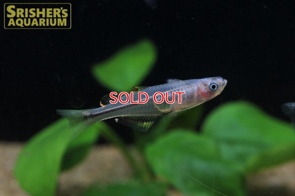 画像4: プシュードムギル　ペルシダス WILD