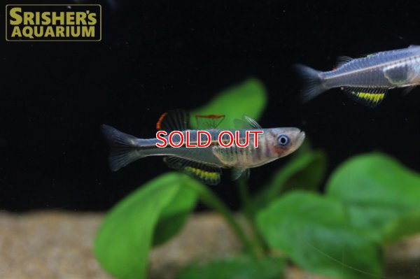 画像3: プシュードムギル　ペルシダス WILD