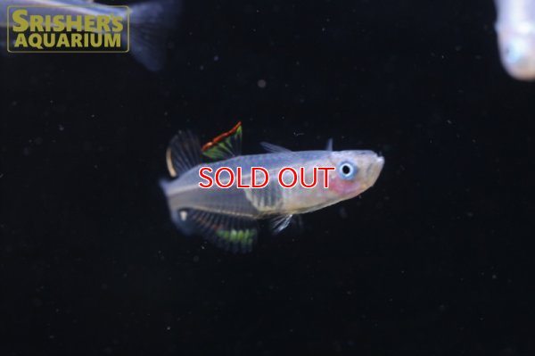 画像8: プシュードムギル　ペルシダス WILD