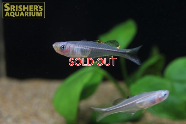 画像7: プシュードムギル　ペルシダス WILD