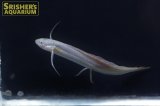 プロトプテルス　アンフィビウス