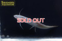 プロトプテルス　アンフィビウス