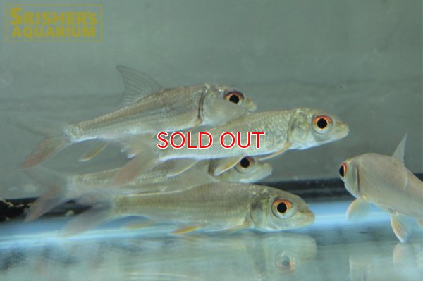 画像3: カンボジアタイガーバルブ